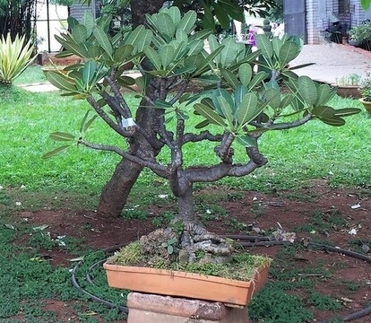 Bonsai - Plumeria Tree