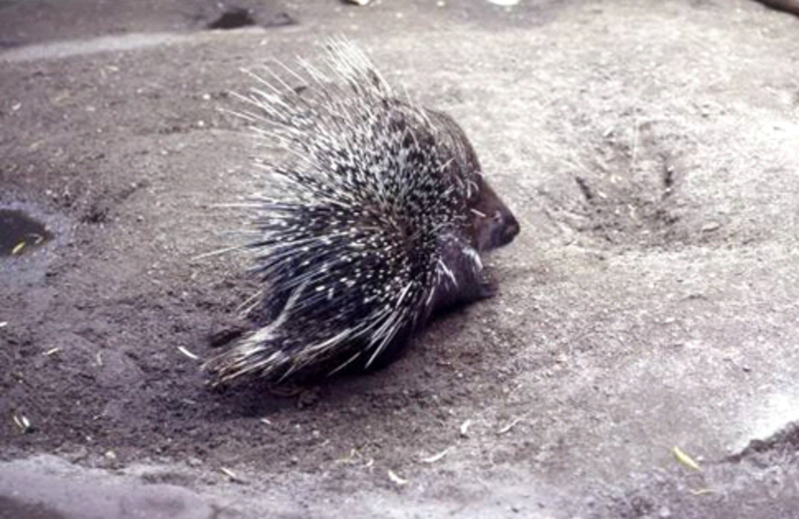 Дикобраз индийский