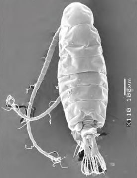 Plancton
