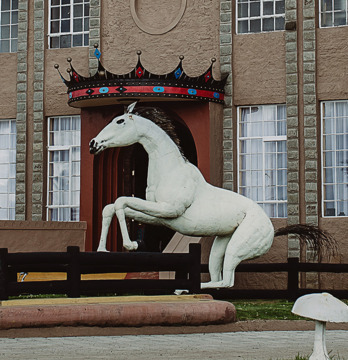 Jach - The Tafaria favourite Stallion