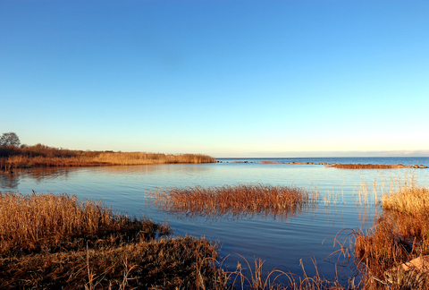 Тростниковые мелководья