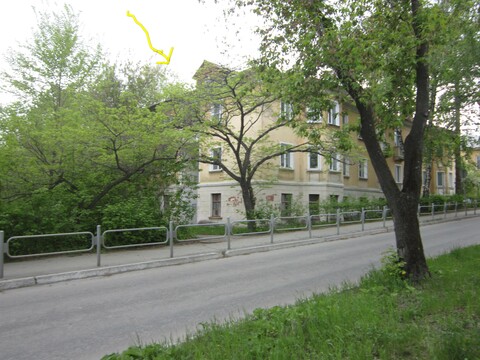 Бархат амурский
