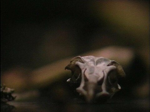 Гари Хилл. Site Recite (пролог). 1989 