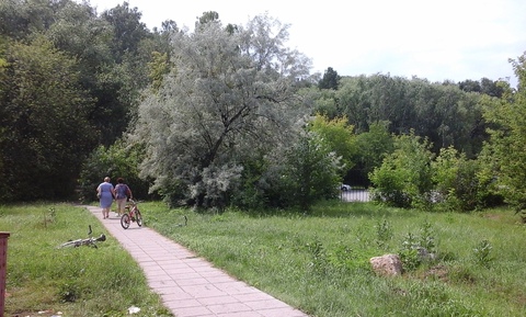 Лох серебристый