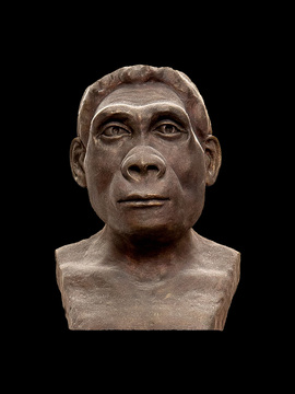 Бюст Homo Ergaster