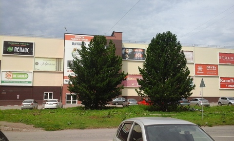 Сосна кедровая