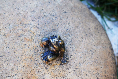 Памятник Лягушке-путешественнице