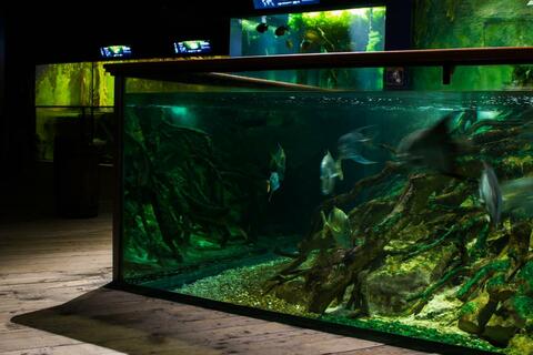 La mangrove