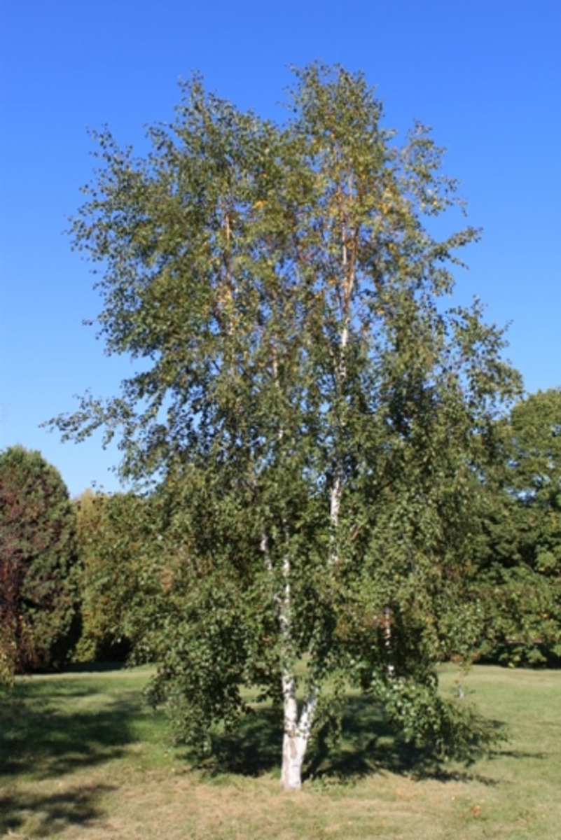 Betula pubescens L.