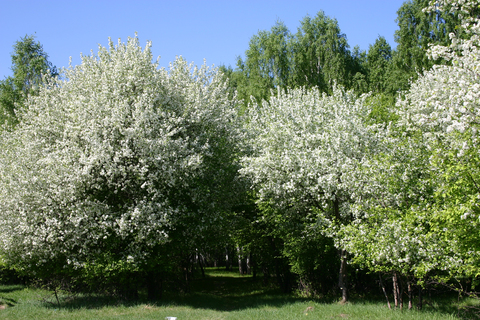 Роща Декабристов