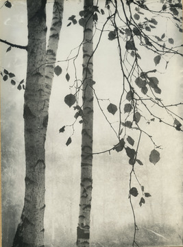 Виктор Сергеевич Молчанов. “Березовая роща у села Константиново”. 1969 год