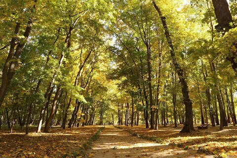 Парк «Кочубеевский»