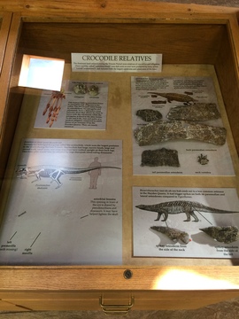 Crocodile Relatives