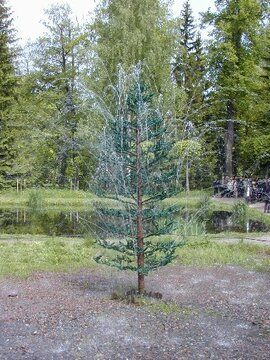 Фонтаны-шутихи «Елочки» и «Дубок»