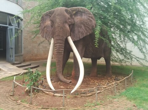Ahmed the Elephant