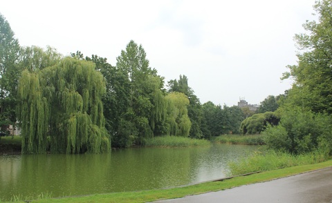 Birds in the park