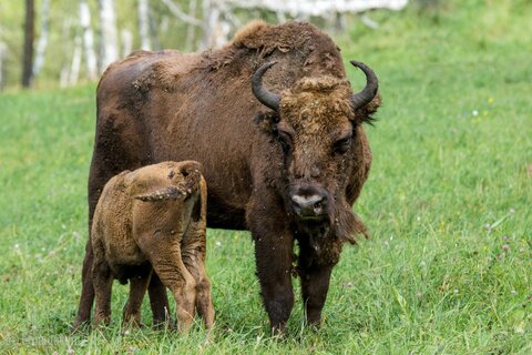 Алтайская фауна