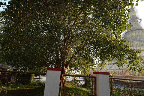 BODHI TREE