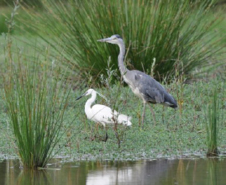 La campanha, tèrra de tradicions
