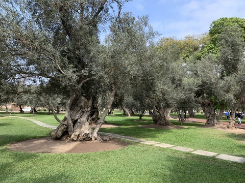 El Bosque del Olivar