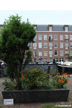 Bonsaimens Jungle Biotoop