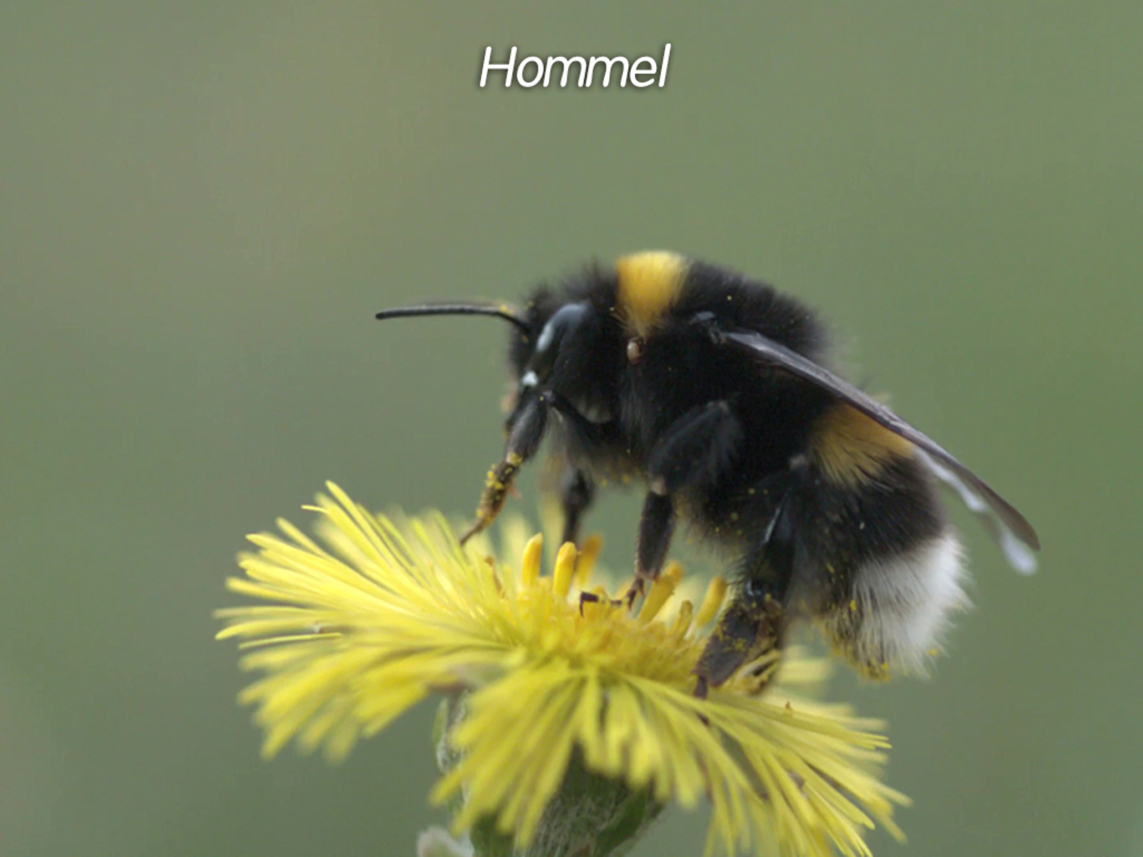 Uitkijkpunt de Noorderplassen