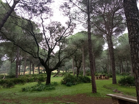 Guía digital de plantas de La Matallana