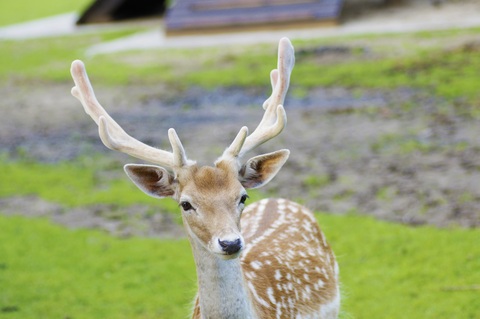 Анциферово