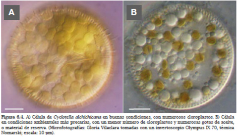 Alga Dorada - Cyclotella alchichicana