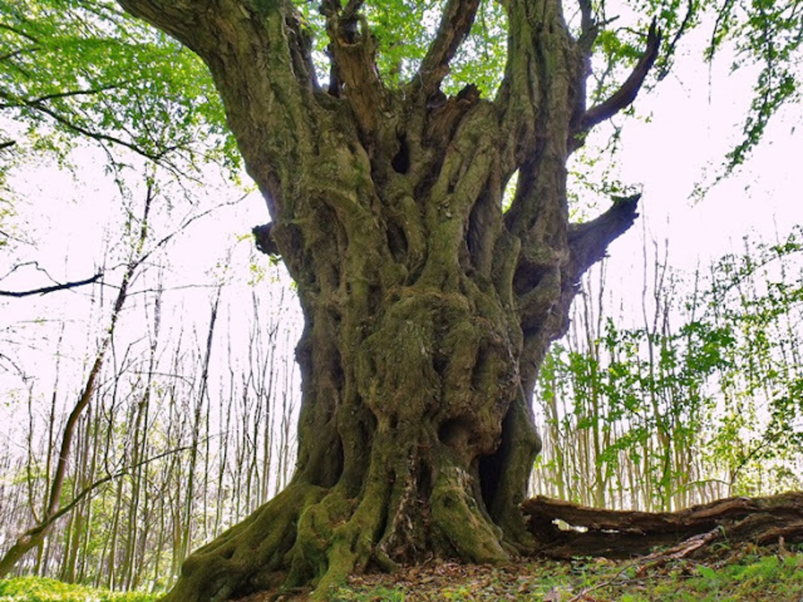 A legnagyobb hazai gyertyán, Oroklán