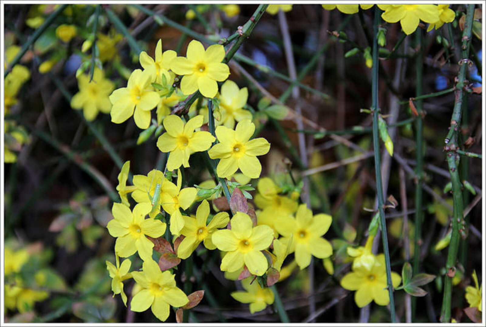 Le jasmin d'hiver | Jasminum nudiflorum