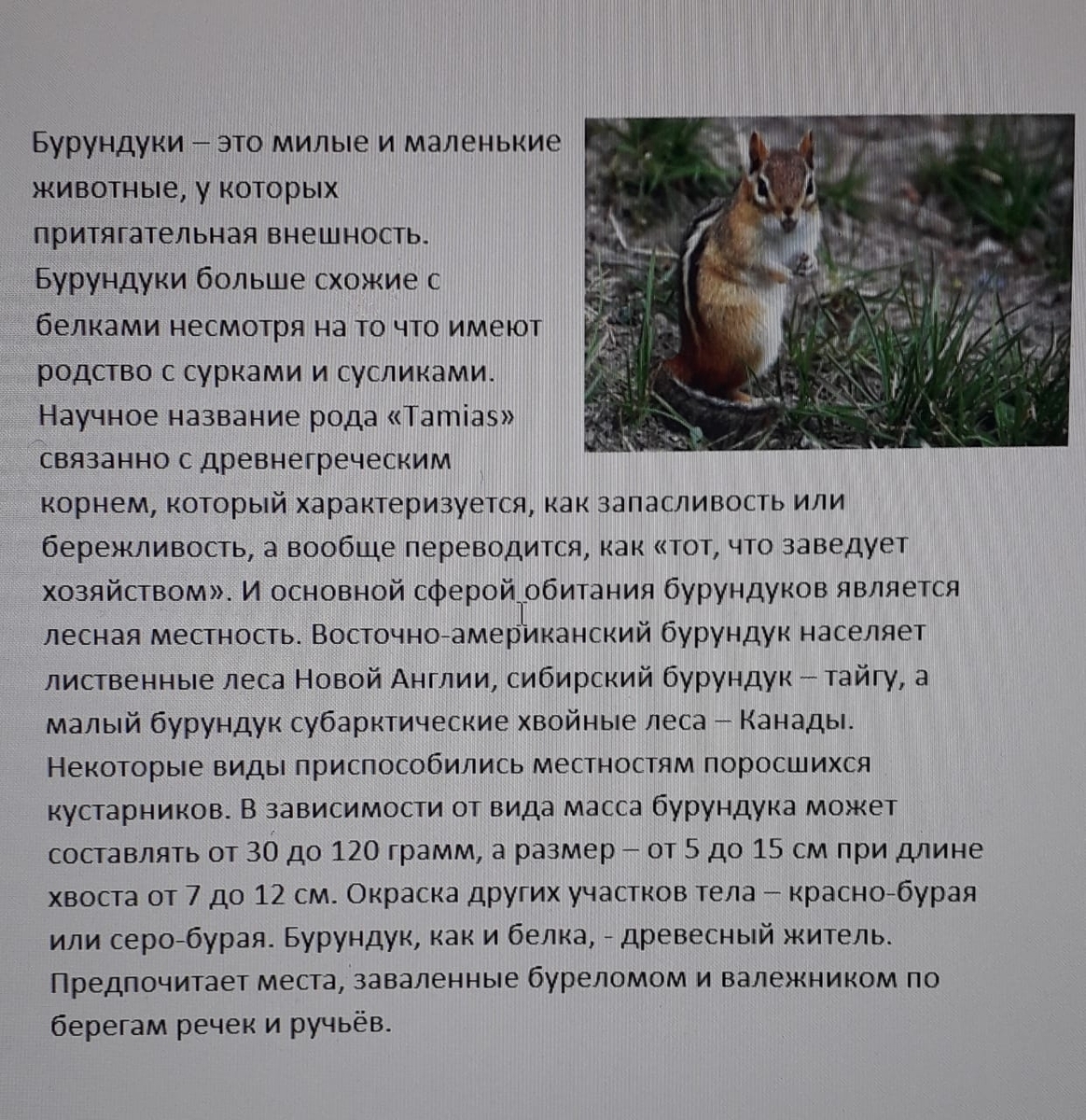 Бурундук -научный стиль