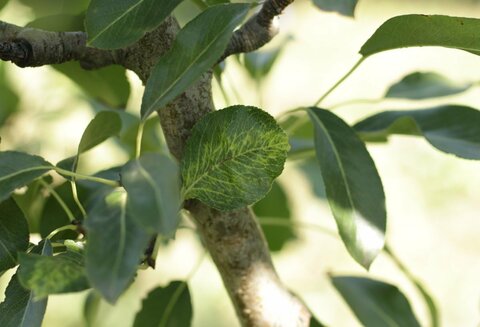 Груша, Ель и Пихта