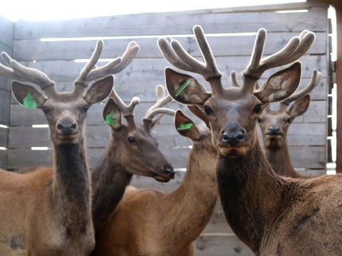 Панты маралов