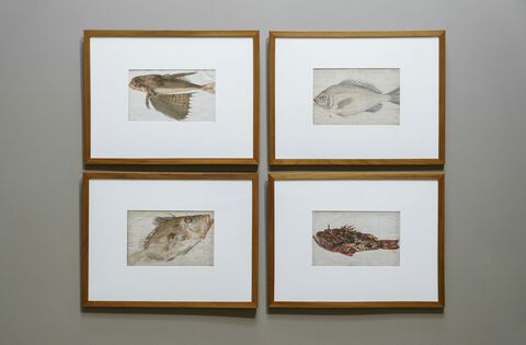 Якопо Лигоцци. Этюды рыб. Долгопёр. Скорпена. Солнечник. Пагр