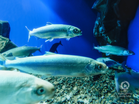 Иркутск-Байкал. Тифлогид по посёлку Листвянка