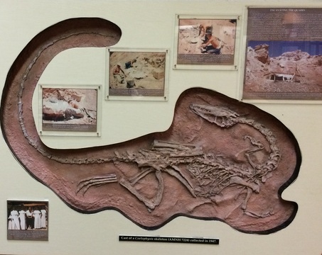 Ceolophysis