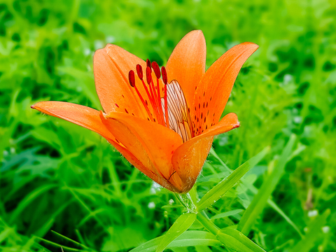 Флора и фауна