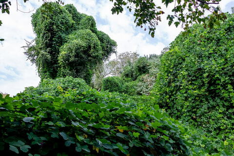 Dendroflora of the Russian Far East in the Tashkent Botanical Garden named after Academician Rusanov