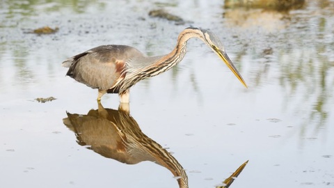Can Picafort envoltat de natura 2c: Itinerari des Cibollar