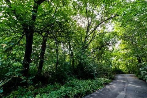 Дендрофлора Центральной Азии в Ташкентском ботаническом саду