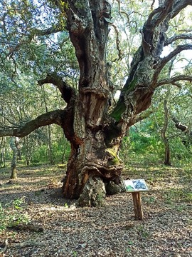 Caltagirone, Bosco Santo Pietro