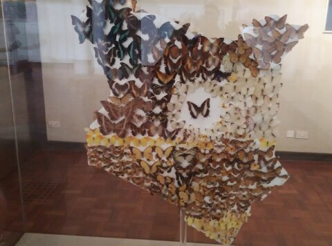Butterflies