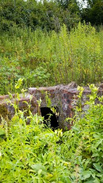 Родник Наполеона