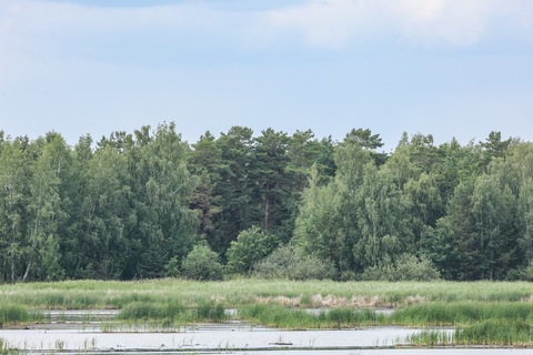 Ивановский сосновый бор