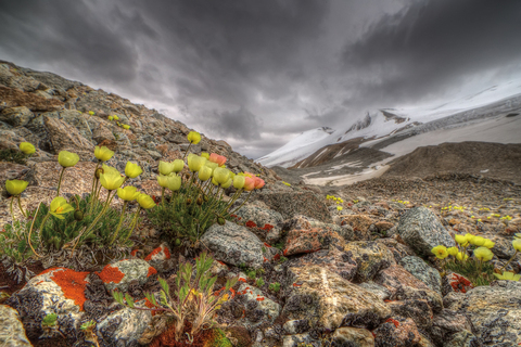 Алтайская флора