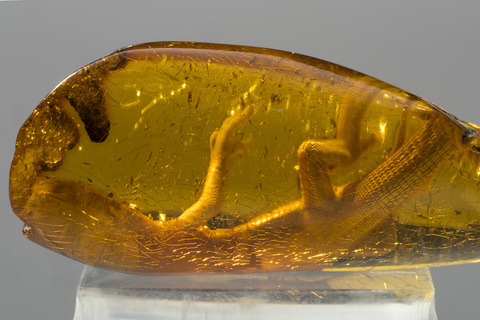 Amber Museum