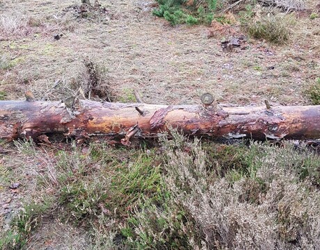 Luisteren naar de Sterren in het Bos