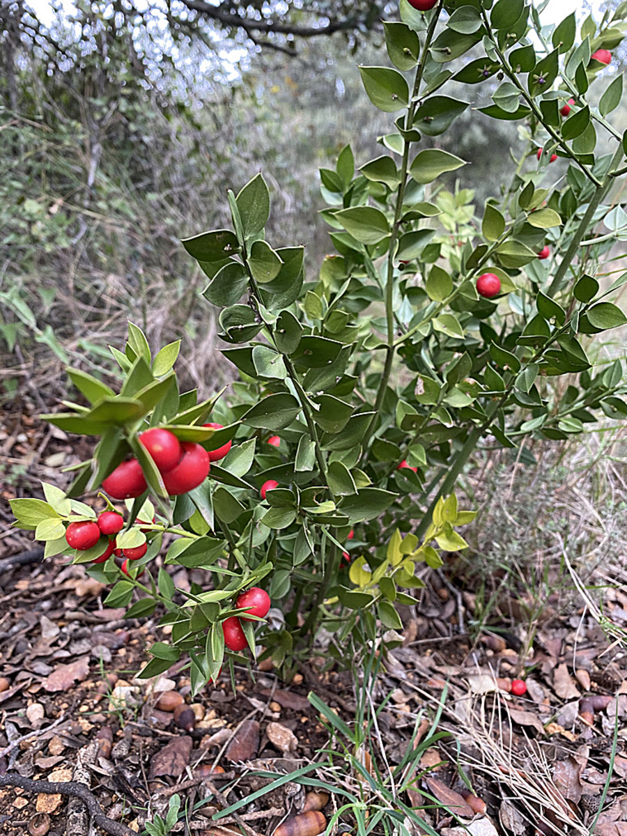 23. BUTCHER’S BROOM - Ruscus aculeatus L. (knee holly)