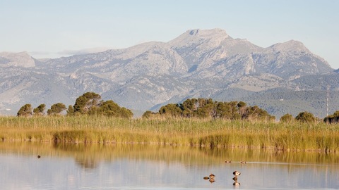 Can Picafort, surrounded by nature 2: "Parque Natural de s'Albufera de Mallorca"